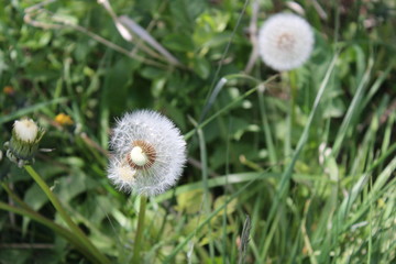 dandelions