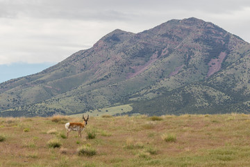 Fototapeta na wymiar Pronghorn Antelope Buck