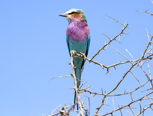 lilac breasted roller
