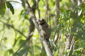 Little monkey in Rio de Janeiro Brazil (Callithrix penicillata).