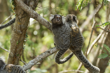 Little monkey in Rio de Janeiro Brazil (Callithrix penicillata).