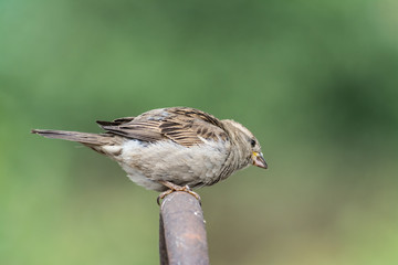 Image of sparrow on nature background.