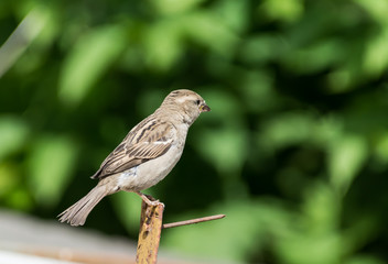 Image of sparrow on nature background.