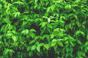 Creative tropical green leaves,for background,vintage tone.
