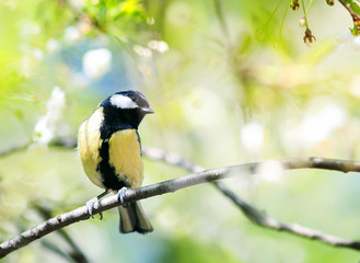 cute bird tit sitting on cherry branch in spring garden in may flowers