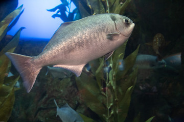 fish