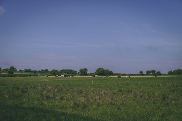 Fototapeta na wymiar Irish countryside fields of green on a sunny day