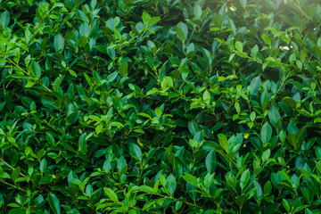 Creative tropical green leaves,for background,vintage tone.