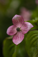 Dogwood tree flowers