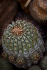 Naklejka na ściany i meble Cactus Copiapoa cinerea
