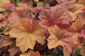 Heuchera micrantha Southern Comfort