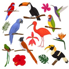 Tropical birds vector exotic parrot toucan and hummingbird with palm leaves illustration set of fashion birdie ibis or hornbill in flowering tropics isolated on white background