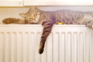 Cat on a radiator