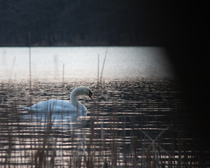 Schwimmender Schwan auf einem See