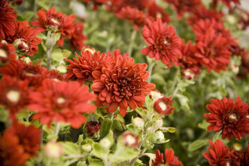 Red fall mums