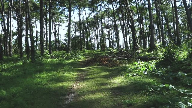 Pine forest with sunlight