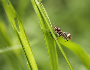 Small bee on grass
