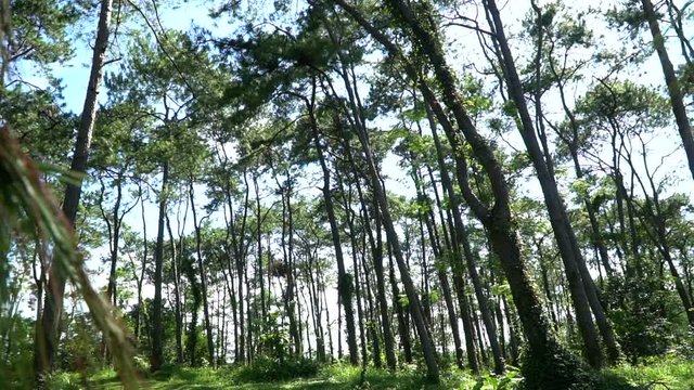 Pine forest with sunlight
