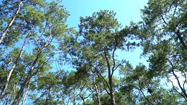 Pine forest with sunlight