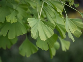 Leafs of Ginkgo biloba