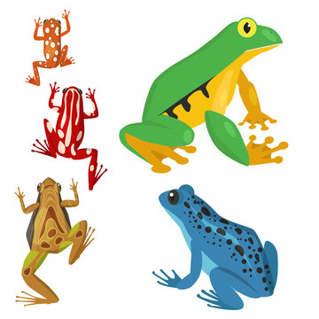 Frog vector cartoon tropical wildlife animal green froggy nature funny illustration toxic toad amphibian.