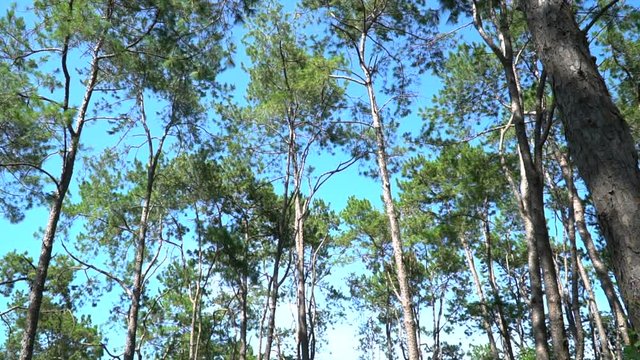 Pine forest with sunlight