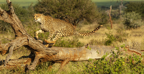 cheetah leaping © paul