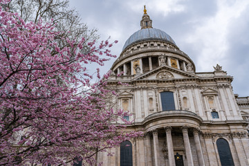 Fototapeta na wymiar Cherry blossoms before St. Paul's Cathedral