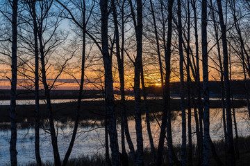 Silhouette of trees against the background of the evening sky