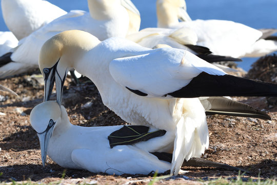 Basst&ouml;lpel beim Liebesspiel Sex