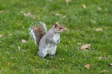 Eastern Gray Squirrel