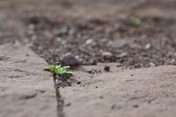 The little desert life growing up through the rocks