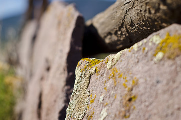 Allege on the red rocks of the desert stones