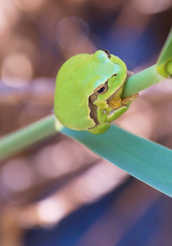 Europ&auml;ischer Laubfrosch auf Schilf