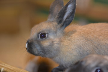 Cute grey rabbit at a zoo