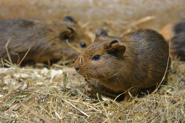 Brown guinea pig at a zoo