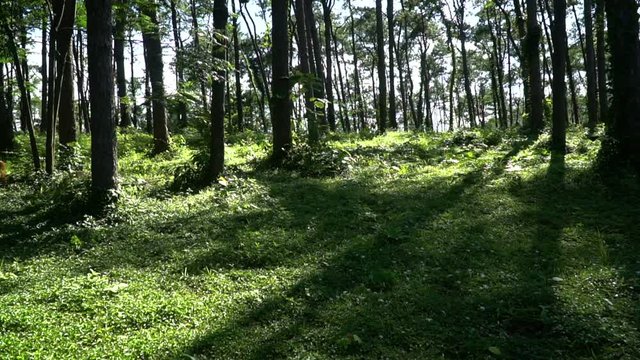 Pine forest with sunlight