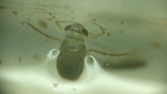 water bug Notonecta glauca under a microscope
