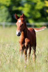 Little baby horse standing alone