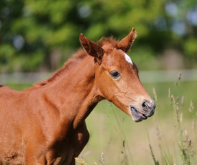 Side view portrait of a cute newborn foal