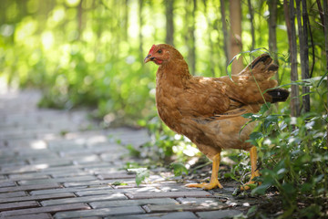 Chicken Hen Walking