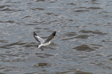 Flying seagulls