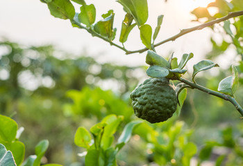 Bergamot, Kaffir lime fruit growing on stem in farm