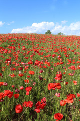 champ de coquelicots en france