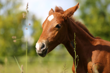 Cute newborn horsey grazing in the summer corral