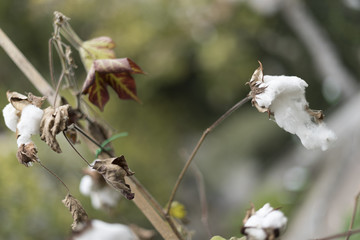 Views of Salerno, Mediterranean city of southern Italy.