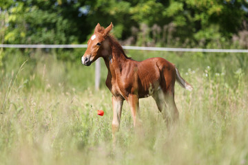 Naklejka na ściany i meble Cuty little horse posing on the meadow