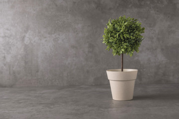green potted plant, trees in the pot on table