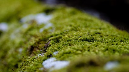 Obraz premium moss
