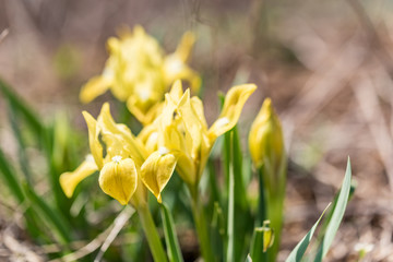 Wild yellow irises in garden